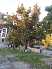 Liquidambar