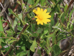 Osteospermum junceum