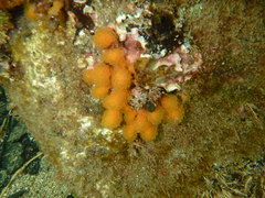 Pseudodistoma novaezelandiae