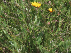 Osteospermum junceum