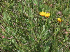 Osteospermum junceum