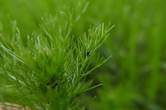 Omphalapion hookerorum