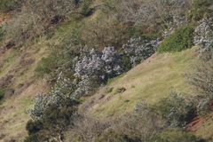 Ceanothus arboreus