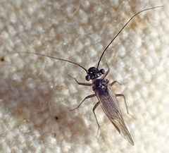 Mesopsocus unipunctatus