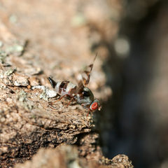 Myennidini