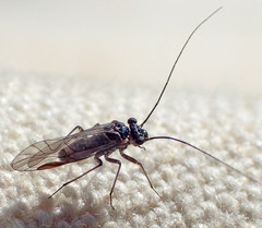 Mesopsocus unipunctatus