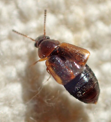 Hapalaraea megarthroides