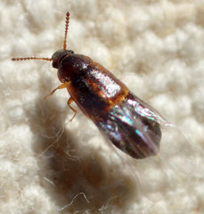 Hapalaraea megarthroides