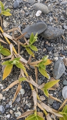 Thuarea involuta
