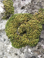 Xanthopsorella texana