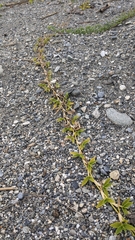 Thuarea involuta