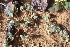 Helichrysum leontonyx