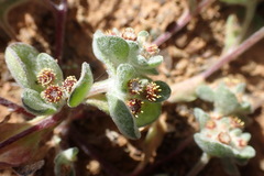 Helichrysum leontonyx