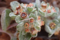 Helichrysum leontonyx