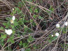 Rubus riograndis