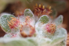 Helichrysum leontonyx