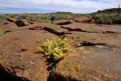 Hermannia johanssenii