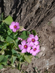 Oxalis