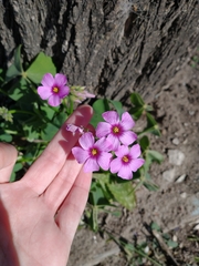 Oxalis
