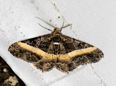 Harutalcis