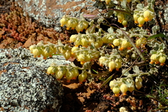 Hermannia johanssenii