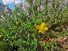 Hypericum balearicum