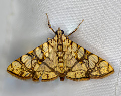 Glyphodes caesalis