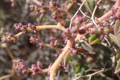 Aizoon sarcophyllum