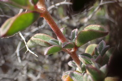 Aizoon sarcophyllum