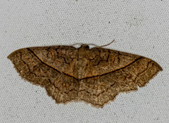 Hydrelia sericea