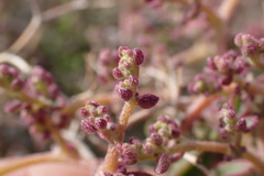 Aizoon sarcophyllum