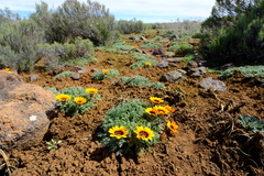 Gazania leiopoda