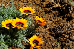 Gazania leiopoda