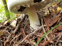 Agaricus arvensis