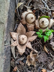 Geastrum triplex