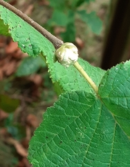 Phytoptus avellanae