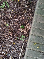 Geastrum triplex