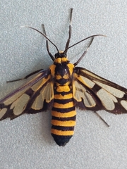 Amata perixanthia