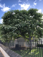 Aleurites moluccanus