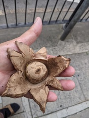 Geastrum triplex