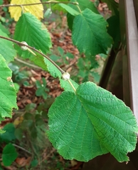 Phytoptus avellanae