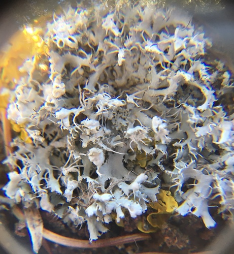 Atkilioji žiauberė nuotrauka