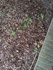 Geastrum triplex