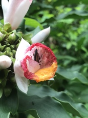 Hemithyrsocera histrio