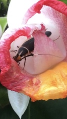 Hemithyrsocera histrio