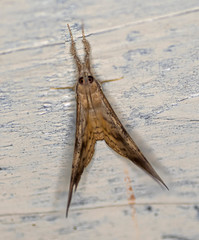 Oxyodes