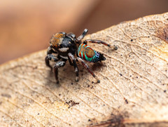 Maratus ottoi