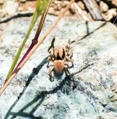 Habronattus oregonensis