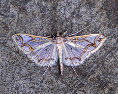 Polythlipta cerealis