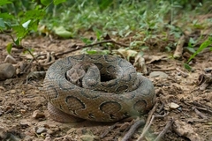 Daboia russelii